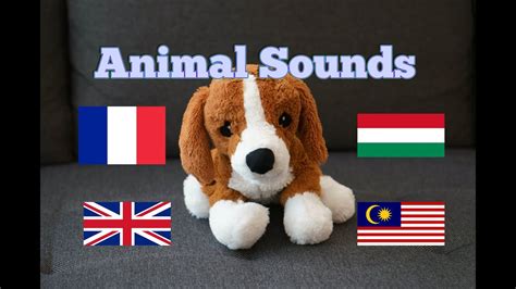 Animal Sounds in Different Languages (Part 1) - YouTube