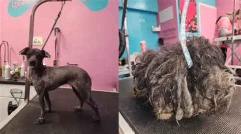 A Severely Neglected Dog Receives a Transformative Makeover at a Shelter - Dooglovers