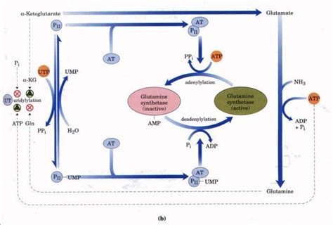 Glutamine synthetase ~ Detailed Information | Photos | Videos