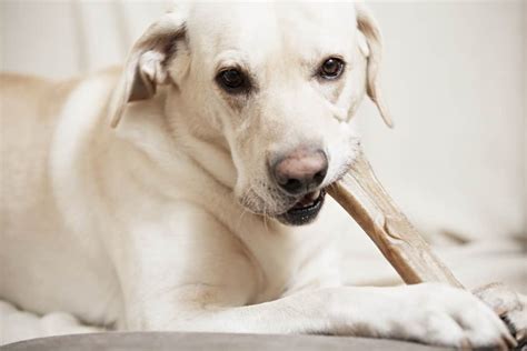 10 Safe Alternatives to Rawhide Chews - The Dogington Post