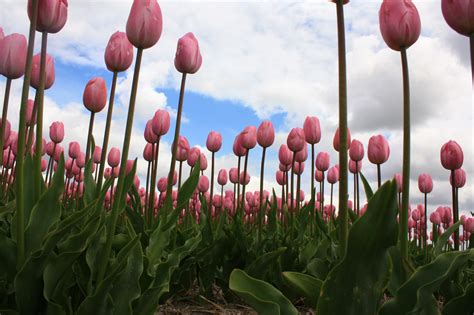 Long stem tulips Free Photo Download | FreeImages