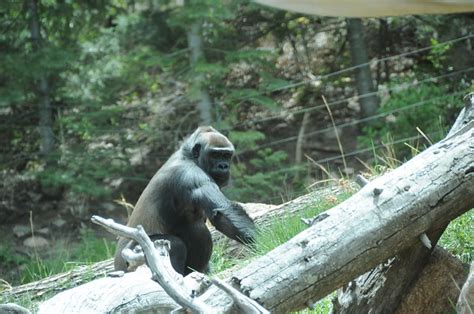 Cheyenne Mountain: Map Of Cheyenne Mountain Zoo