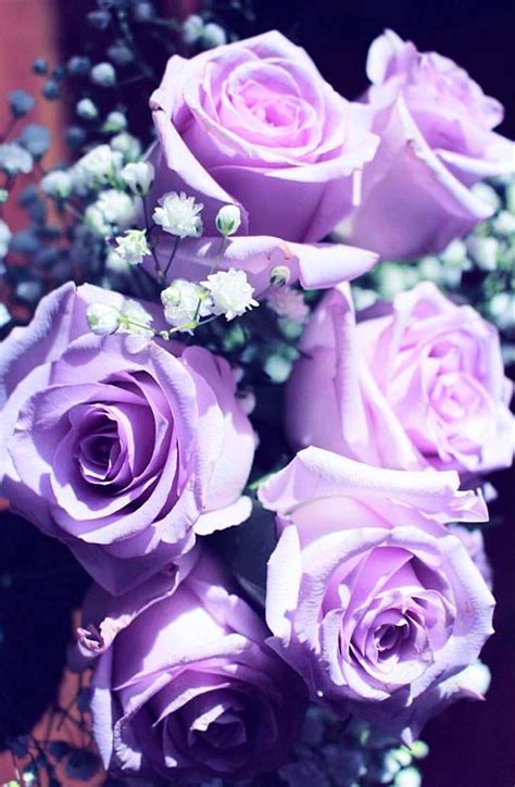 Purple Aesthetic Flowers : Pin by Claire H on Nature | Purple flowers ...