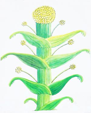 Mauseus: The extinct silphium plant