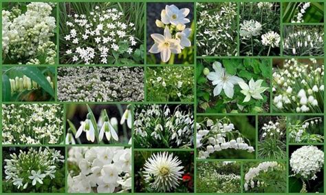 25+ Awesome White Garden Ideas With White Flower Collection in Your Garden — Freshouz Home ...