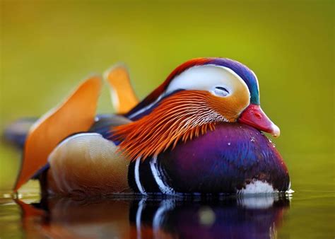 Gorgeous color palette idea 🔥 The Mandarin Duck 🔥 : NatureIsFuckingLit Canard Mandarin, Mandarin ...