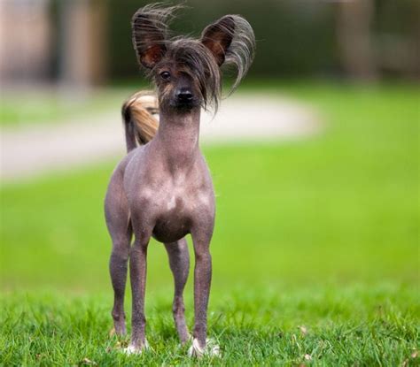 5 Best Hairless Dog Breeds: Fur-Free Four-Footers!