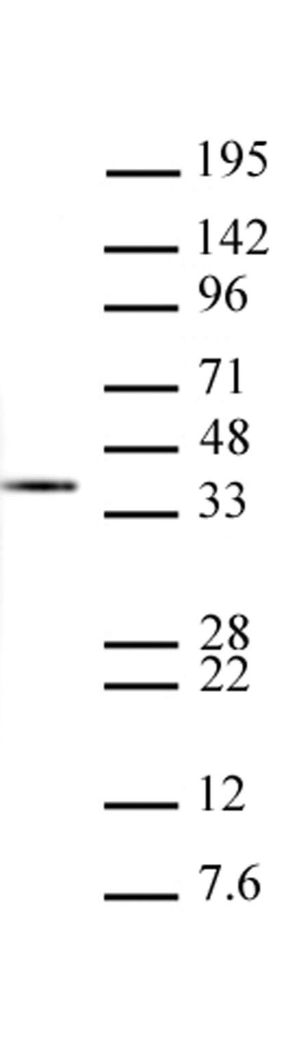 Histone H1 antibody (mAb) - United Bio Research