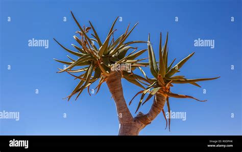 Quiver tree fronds hi-res stock photography and images - Alamy