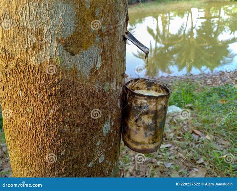 The Process of Taking Rubber Tree Sap from the Hulled Tree Trunk. Agricultural Process Stages ...