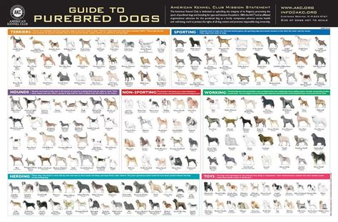 AKC Breeds Poster | Akc breeds, Akc dog breeds, Purebred dogs