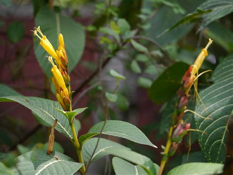 Sanchezia speciosa (Cultivated) – eFlora of India