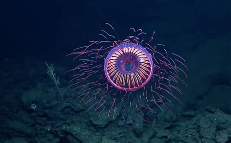 How Scientists Use Bioluminescent Deep-Sea Creatures to Fight — Oceans Deeply