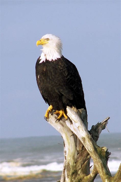 Eagle - Wikipedia