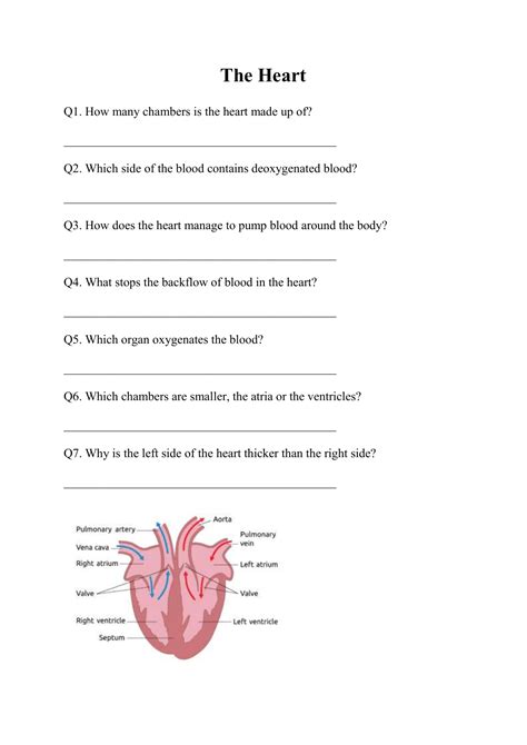 Bill Nye Circulatory System Worksheet - Printable Word Searches