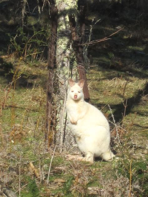 Wildlife on Bruny Island | Bruny island, Tasmania, Wildlife