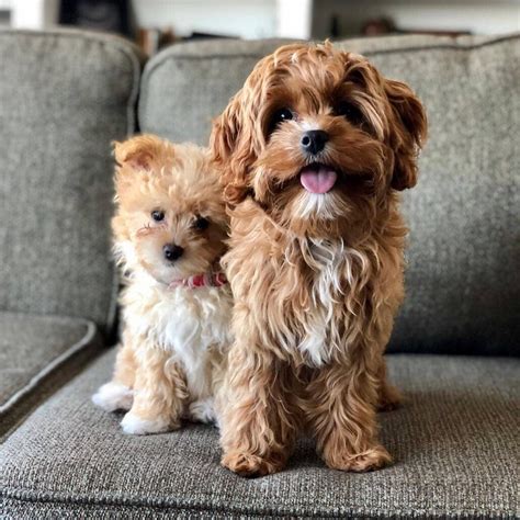 Pros And Cons Of Cavapoo Ownership – Should You Get This Dog? - The Pet ...