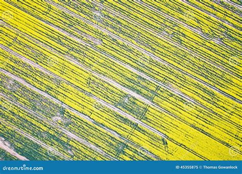 Rapeseed field stock image. Image of farm, cambridgeshire - 45355875