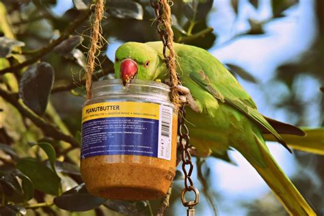 5 Amusing/Interesting Facts About Quaker Parrots!