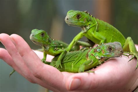 Baby iguanas by Graham Harris / 500px | Baby iguana, Iguana, Animals