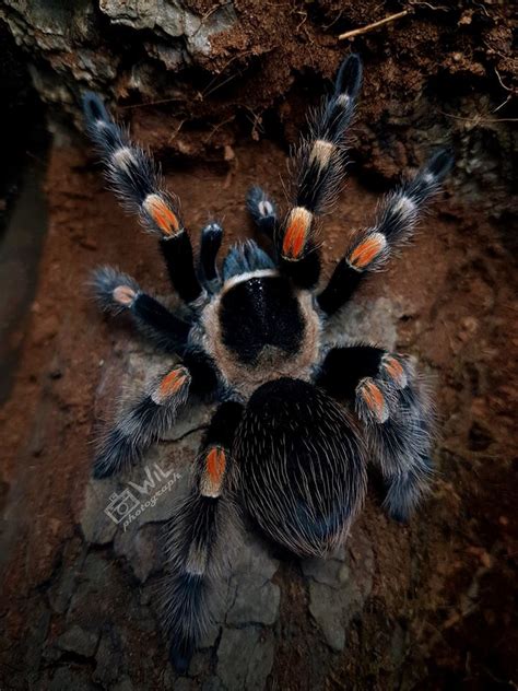 Brachypelma hamorii | Arachnoboards