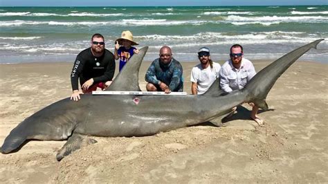 Fishermen catch 14-foot-long hammerhead shark in Corpus Christi - ABC13 Houston