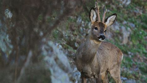 European Roe Deer - Trophy Hunting Spain