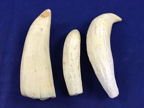 Group of Three Antique Sperm Whale Teeth - Highest 105mm - Auction Kings