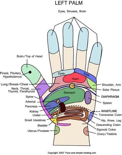 Know Your Hand's Pressure Points | Hand reflexology, Reflexology, Reflexology chart