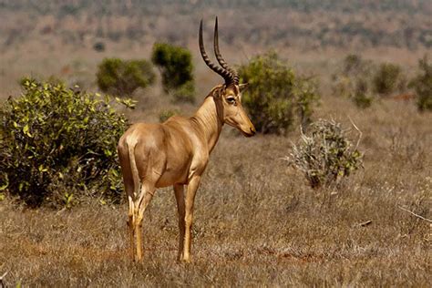 Meet 3 endemic animal species from Kenya - Africa Geographic