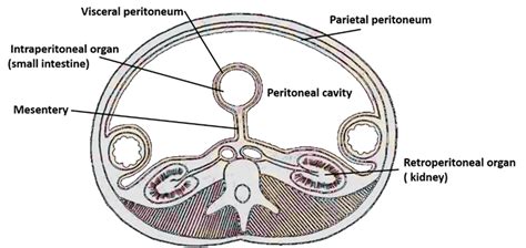 Where exactly is the peritoneal cavity (in humans) and what organs are actually in it? : AskBiology