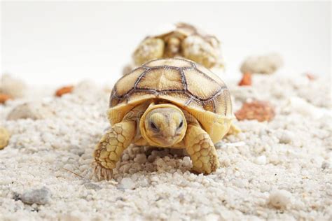 Africa Spurred Tortoise are Born Naturally,Tortoise Hatching from Egg,Cute Portrait of Baby ...