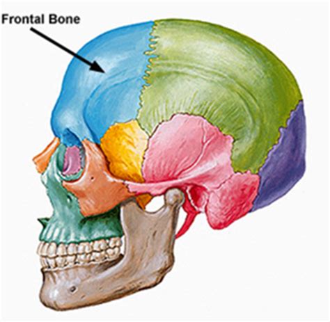 Velopharyngeal framework/anatomy Flashcards | Quizlet