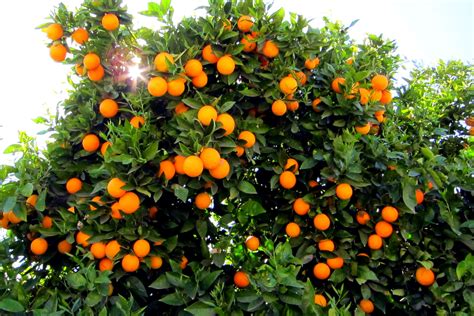 Gov’t to Buy 60,000 Tons of Oranges for Nowruz | Financial Tribune