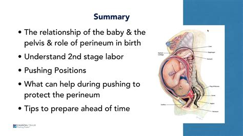 Protect your Perineum for Birth - Understanding 2nd Stage of Labor with ...