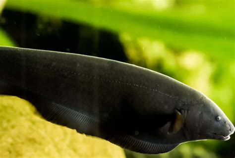 Black Ghost Knifefish Care Guide: All You Need To Know | Fishkeeping World