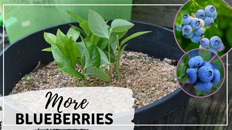 How to Grow Blueberries From Cuttings | Propagating Blueberries - YouTube