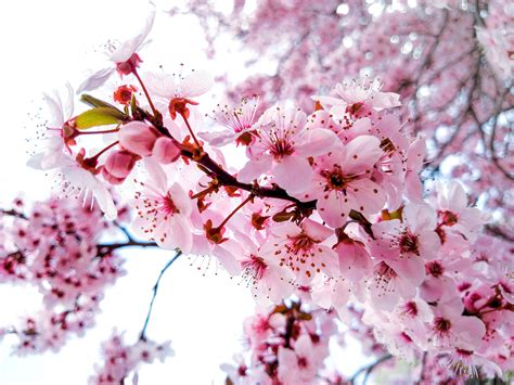 Spring Tree Blossoms | MarvinBowen.com