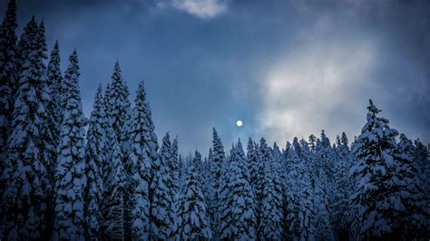 Download 2560x1440 wallpaper winter, night, trees, sky, nature, dual wide, widescreen 16:9 ...