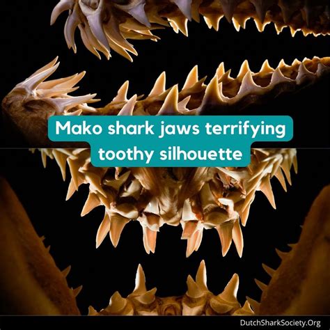 Mako Sharks Info And Facts - Dutch Shark Society