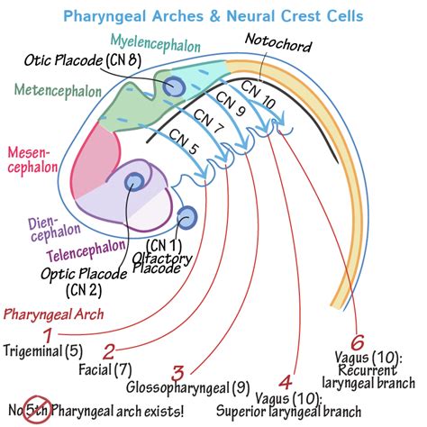 Branchial Pouch Derivatives