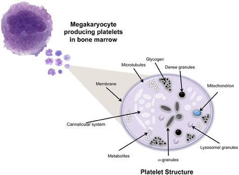 Platelet structure. Platelets have multiple surface receptors, a... | Download Scientific Diagram