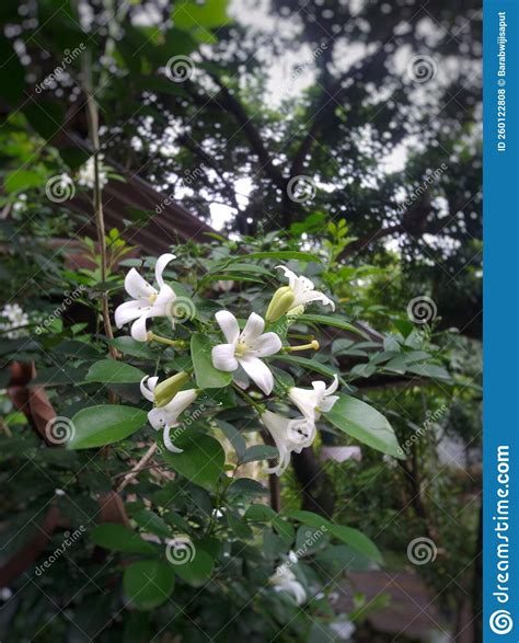 White Kemuning Flower Photo Stock Photo - Image of leaf, produce: 260122808