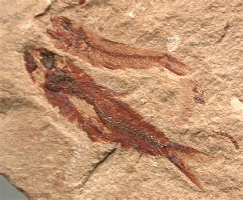 Cretaceous Lebanese Fossil Fish Death assemblage