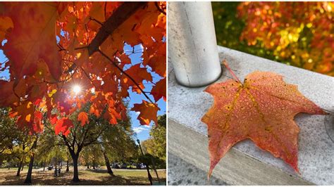 Toronto Fall Colours Reveal The City’s True Beauty (PHOTOS) - Narcity