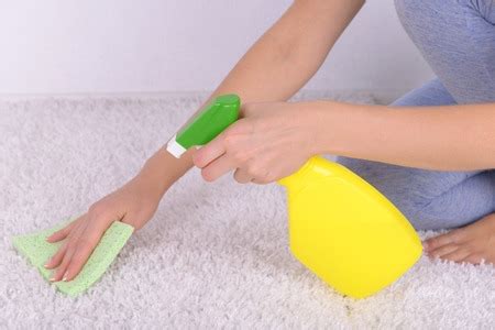 How to Get Urine Smell Out of Carpet - Appliance Guide