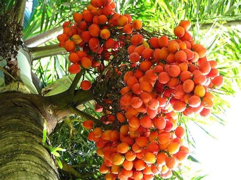 Foxtail Palm 10 Seeds Fresh Wodyetia Bifurcata Big Seeds - Etsy