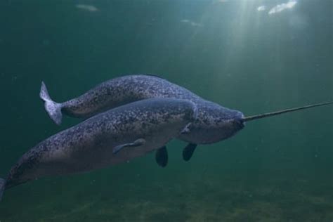 Narwhal Fish Facts | Monodon monoceros | AZ Animals