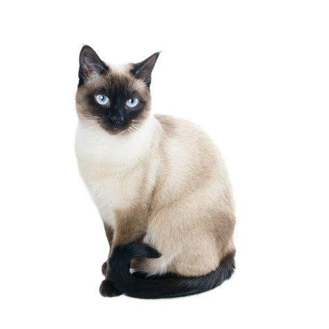 Siamese Cat Names: Best 226 Names For Your Furbulous Pet!