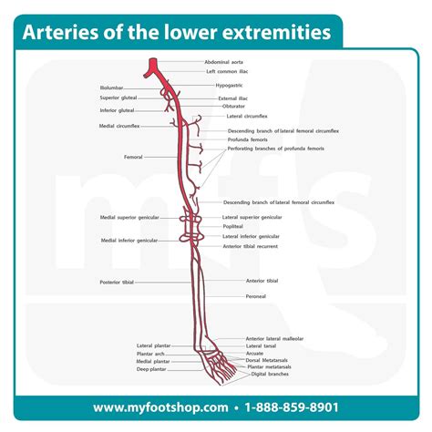 Lower Leg Arteries Anatomy